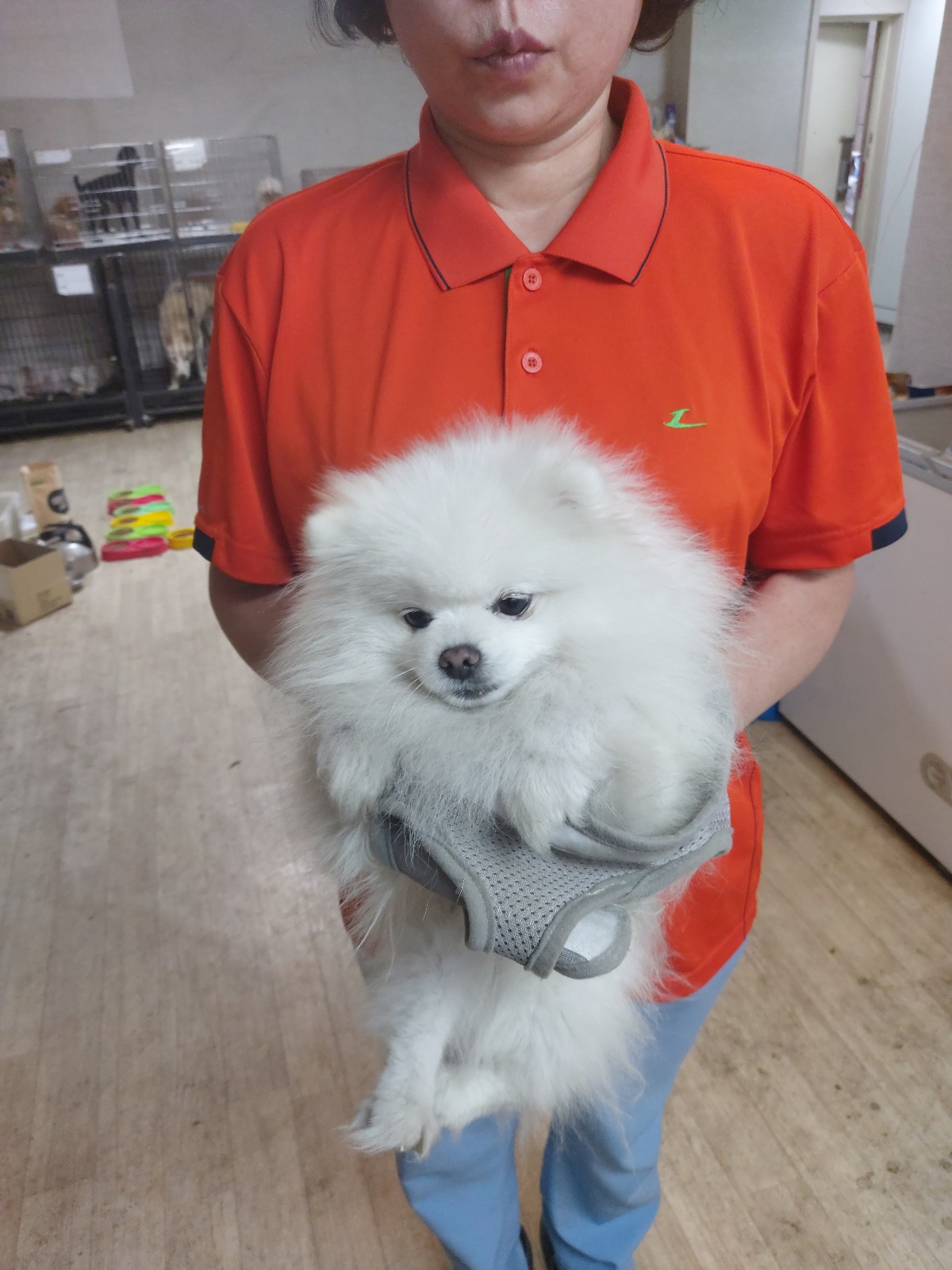 포메라니안 이미지 파일 입니다.